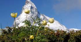 Meet(ing) the Matterhorn